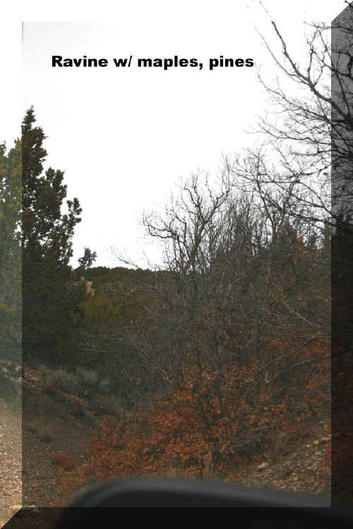 Ravine 2-1.jpg (149737 bytes)